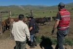 Aydıntepe’de üreticiye 15 ithal angus düve teslim edildi