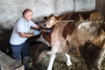 Aydıntepe’nin birçok köyünde şap aşılamaları tamamlandı