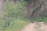 Ayı ve üç yavrusu yolda görüntülendi