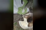 Aynı kaptan yiyen kedi ve kirpinin dostluğu kamerada