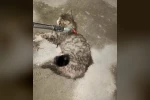 Ayvacık’ta otomobilde sıkışan kedi kurtarıldı
