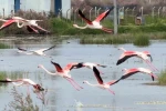 Ayvalık’ın pembe kanatlı misafirleri