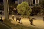Ayvalık’ta yaban domuzları şehre iniyor