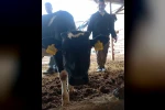 Bağışlanan buzağı ve kuzular Mert sağlığına kavuşması için desteğe dönüştü