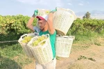 Bağların Herkül’ü 120 kilo taşıdı