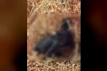 Bahçe yangınında hayvanlar telef oldu