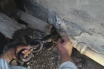 Bakmaya bile korkanlar varken o koluna dolanan 1 buçuk metrelik 2 yılanı saklandığı delikte yakaladı