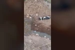 Balçığa saplanan 3 inek zorlu çalışmayla kurtarıldı