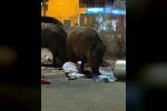 Balçova’da çöplere dadanan domuzlar iri cüsseleriyle şaşırttı