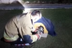 Balık misinasına dolanarak yaralanan kedinin imdadına itfaiye yetişti