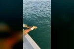 Balıkçılar ağlarına takılan nesli tehlike altındaki Mersin balığını geri denize bıraktı