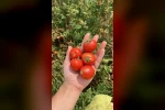 Balıkesir Büyükşehir Belediyesi, Ata Tohumları ile envanterini güçlendiriyor