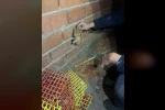 Balıkesir’de duvar arasına sıkışan yavru kediyi itfaiye kurtardı
