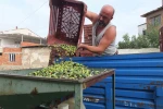 Balıkesir’de elekler kuruldu yeşil zeytin hasadı başladı