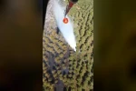 Balıkesir’de orman yangını