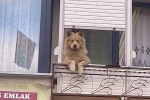 Balkondaki sevimli köpek herkesi gülümsetiyor 