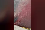 Bandırma’da deniz yüzeyi kırmızıya döndü