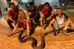 Bangkok’ta yılda 30 binden fazla yılan yakalanıyor