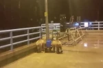 Barajda gece nöbeti tutan güvenlikçiye iki ayı yavrusu sürprizi