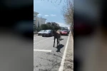 Başıboş atlar şehirde yolları mesken tuttu 