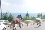 Başıboş atlar trafikte araçlarla yarıştı