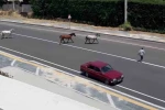 Başıboş atlar yürekleri ağza getirdi