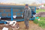 Başıboş köpekler buzağıyı parçaladı