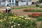 Başiskele’de 15 bin gülün açtığı bahçede görsel şölen