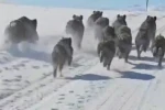 Başkale’de domuz sürüsü görüntülendi 