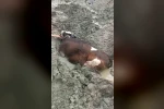 Bataklıkta mahsur kalan inek iş makinesiyle kurtarıldı