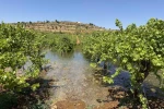 Batı Şeria’daki İsrailli yerleşimciler, Filistinlilerin tarım arazilerine kanalizasyon atığı bıraktı