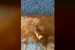 Batman’da bidona kafası sıkışan tilki kurtarıldı