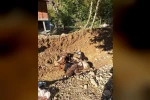 Batman’da kurtlar ağıla girerek 10 adet küçükbaş telef etti
