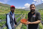 Batman’da organik Sason çileğinde yılın ilk hasadı başladı