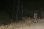 Bayburt’ta anne ve yavru ayının sinirli anları: Ayakları üzerinde araçtakileri korkutmaya çalıştılar