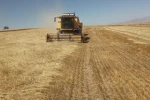 Bayburt’ta besici ve yetiştiricilere yemlik arpa satışı yapılacak