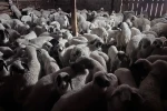 Bayburt’ta buzağı, malak, kuzu ve oğlak desteği ikinci dönem başvuruları yarın başlıyor