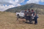 Bayburt’ta tedavisi tamamlanan yaban keçisi yeniden doğaya bırakıldı