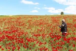 Berit Dağı’nın heybeti gelinciklerin zarafetiyle buluştu
