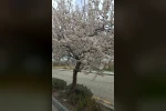 Beypazarı’nda badem ve kayısı ağaçları çiçek açtı
