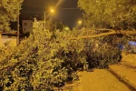 Beyşehir'de yola ağaç devrildi