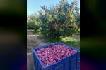 Beyşehir’in elma deposu mahallesinde hasat mesaisi sürüyor