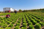 Beyşehir’de bitkisel üretim takip altında