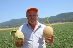 Bilecik’in ünlü Medetli kavununun hasadı başladı