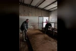 Bilecik’te büyükbaş hayvancılık işletmelerinde kapasite kontrolleri
