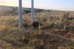 Bilecik’te elektrik akımına kapılan kuş yangına sebep oldu