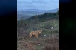 Bilecik’te insanlardan kaçmayan kurt
