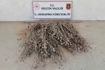 Bilecik’te izinsiz ekilen 136 kök haşhaş ele geçirildi