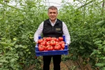 Bilecik’te örtü altı domates hasadı başladı