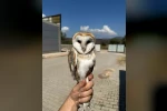 Bilecik’te yaralı halde bulunan peçeli baykuş tedavisinin ardından doğaya bırakıldı